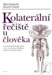 Kolaterální řečiště u člověka