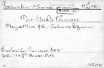 Die Strikte Observanz