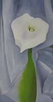 Calla lily on grey