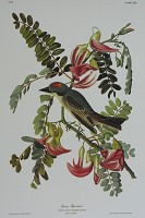 Pipiry Flycatcher