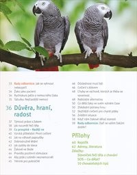 Žako - papoušek šed&yacute;