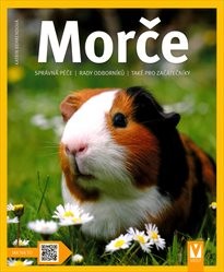 Morče